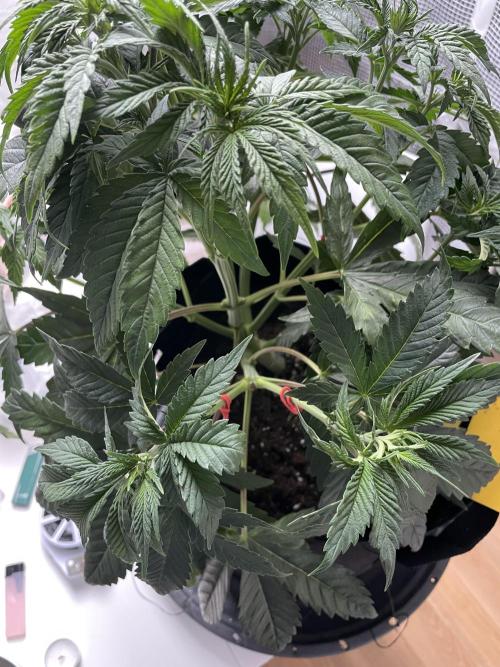 Blue Zushi x Forbidden Fruit Mixed. Week 4