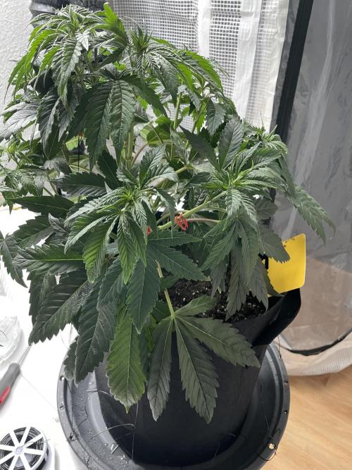 Blue Zushi x Forbidden Fruit Mixed. Week 4