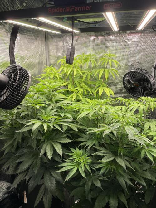 Blue Zushi x Forbidden Fruit Mixed. Week 5