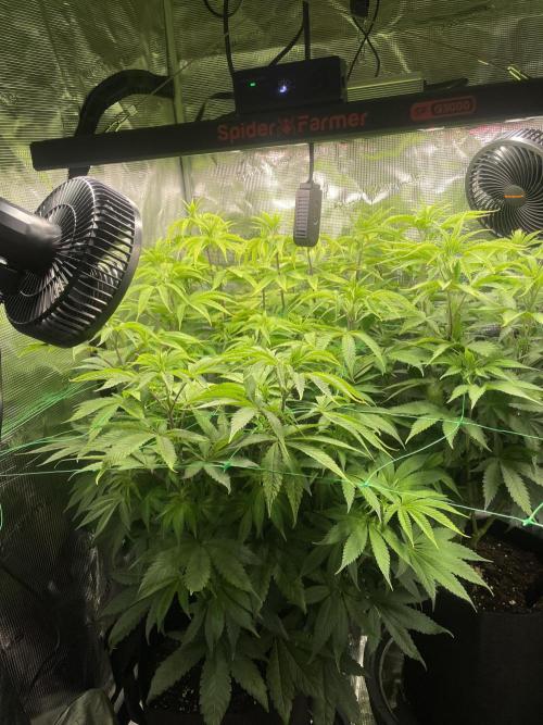 Blue Zushi x Forbidden Fruit Mixed. Week 6