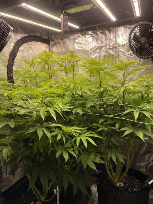 Blue Zushi x Forbidden Fruit Mixed. Week 6