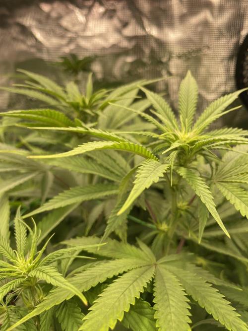 Blue Zushi x Forbidden Fruit Mixed. Week 7