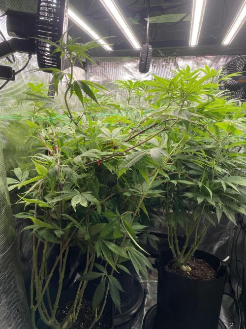 Blue Zushi x Forbidden Fruit Mixed. Week 7