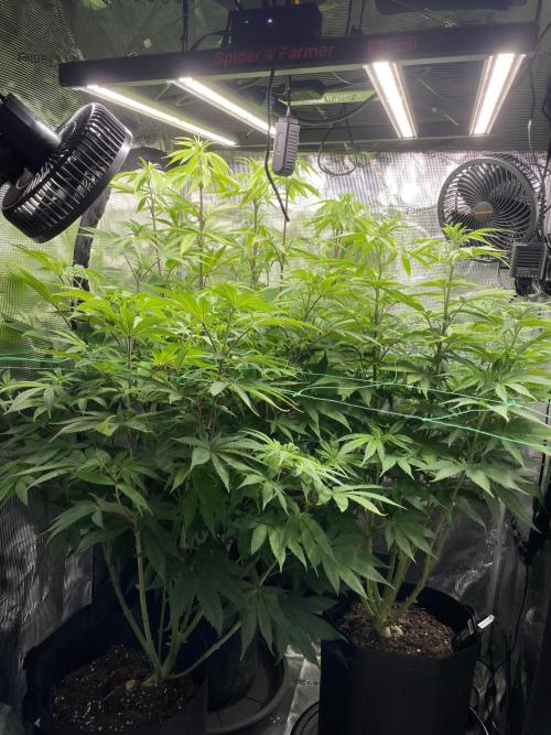 Blue Zushi x Forbidden Fruit Mixed. Week 7