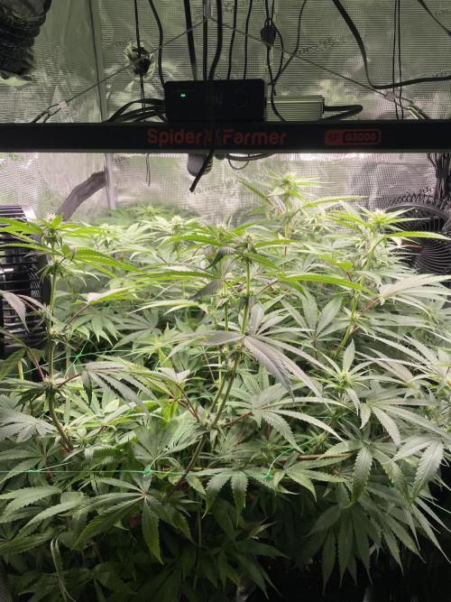 Blue Zushi x Forbidden Fruit Mixed. Week 8