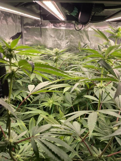 Blue Zushi x Forbidden Fruit Mixed. Week 8