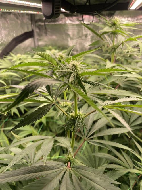 Blue Zushi x Forbidden Fruit Mixed. Week 8