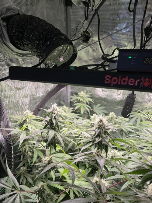 Blue Zushi x Forbidden Fruit Mixed. Week 10