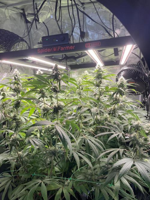 Blue Zushi x Forbidden Fruit Mixed. Week 10