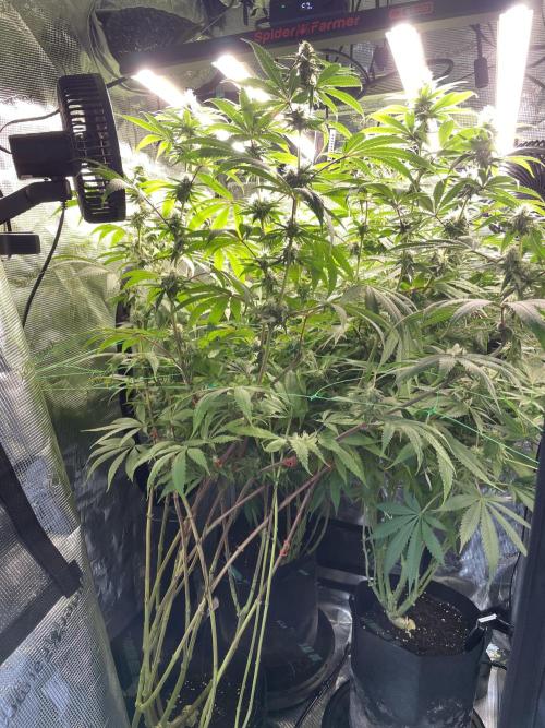 Blue Zushi x Forbidden Fruit Mixed. Week 10