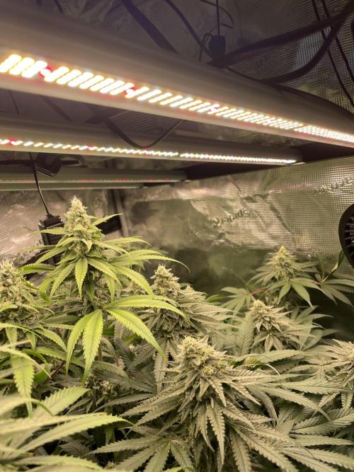 Blue Zushi x Forbidden Fruit Mixed. Week 11