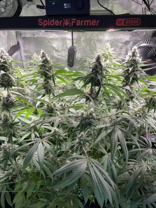 Blue Zushi x Forbidden Fruit Mixed. Week 11
