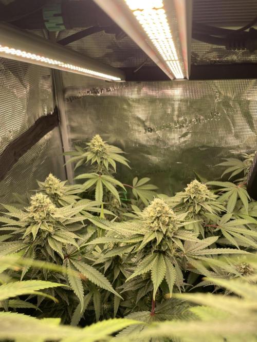 Blue Zushi x Forbidden Fruit Mixed. Week 11