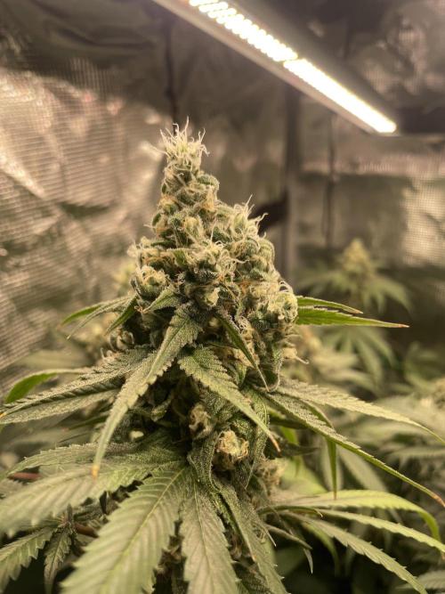 Blue Zushi x Forbidden Fruit Mixed. Week 12