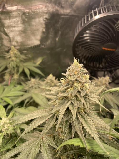 Blue Zushi x Forbidden Fruit Mixed. Week 12