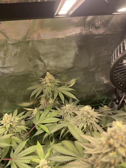 Blue Zushi x Forbidden Fruit Mixed. Week 12