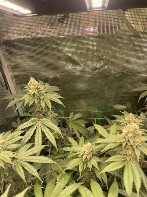 Blue Zushi x Forbidden Fruit Mixed. Week 12