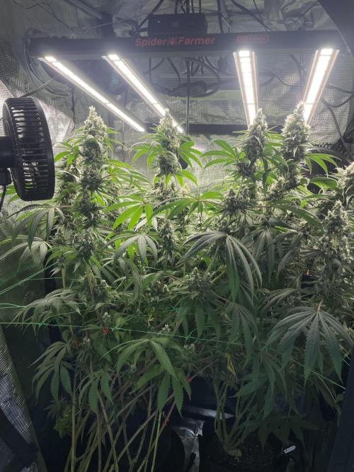 Blue Zushi x Forbidden Fruit Mixed. Week 12