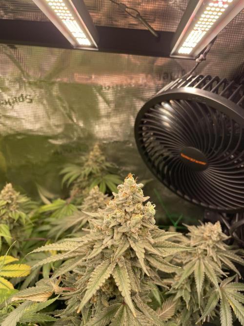 Blue Zushi x Forbidden Fruit Mixed. Week 13
