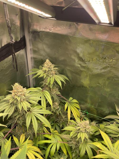 Blue Zushi x Forbidden Fruit Mixed. Week 13