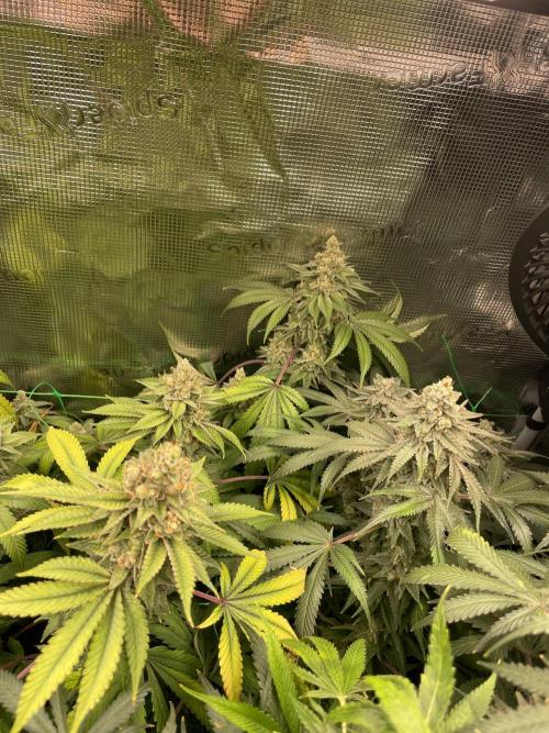 Blue Zushi x Forbidden Fruit Mixed. Week 13