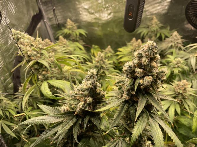 Blue Zushi x Forbidden Fruit Mixed. Week 13