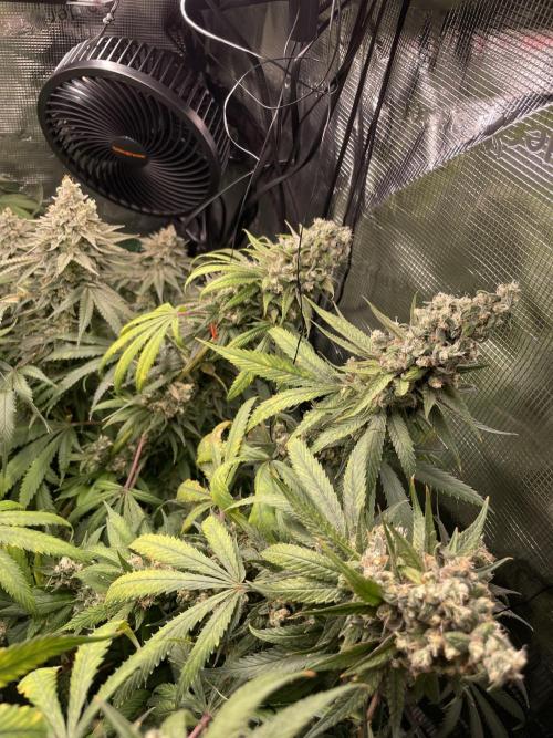 Blue Zushi x Forbidden Fruit Mixed. Week 13