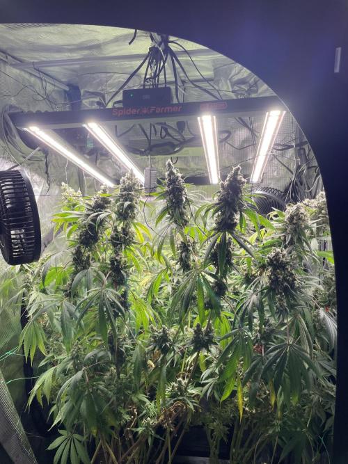 Blue Zushi x Forbidden Fruit Mixed. Week 13