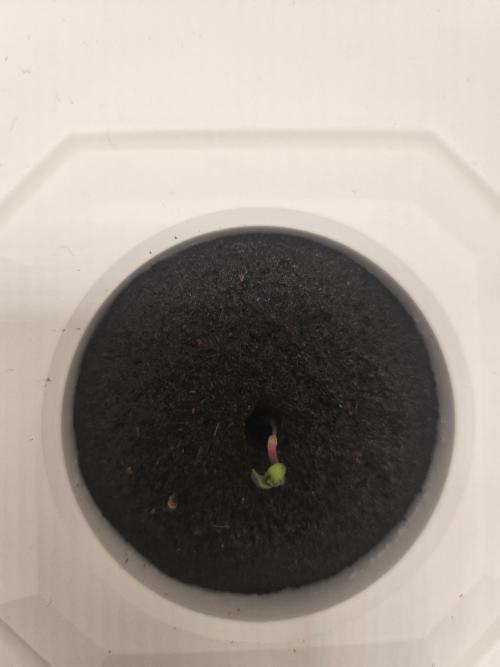 Blueberry. Week 0 - Day 3