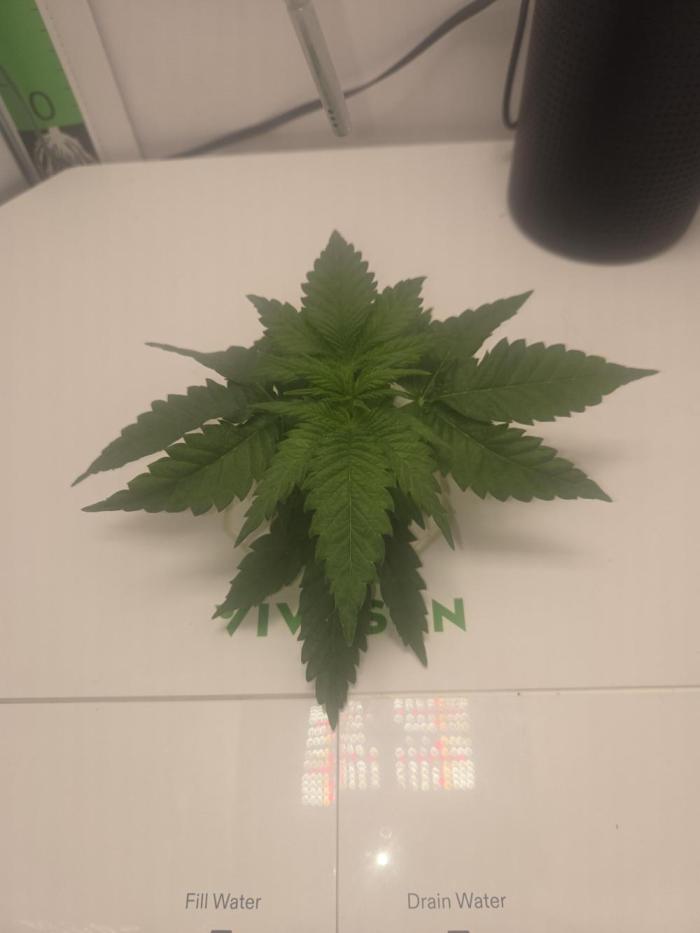 Blueberry. Week 2