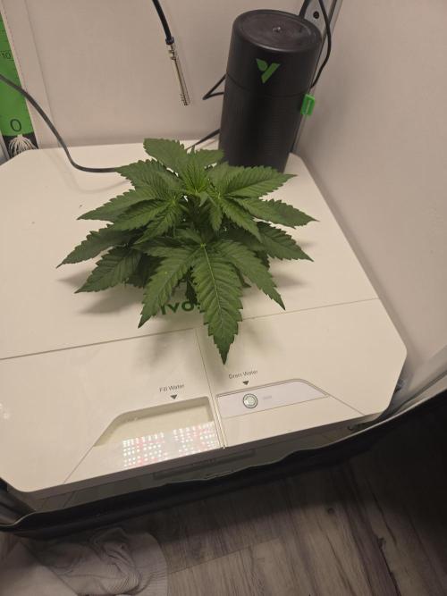 Blueberry. Week 3