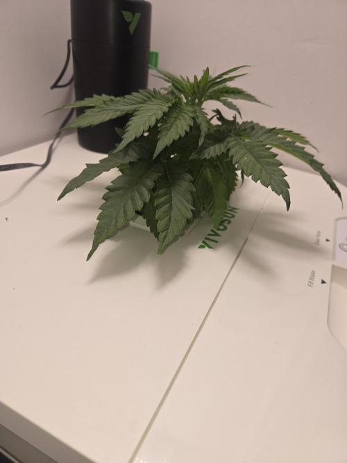 Blueberry. Week 3