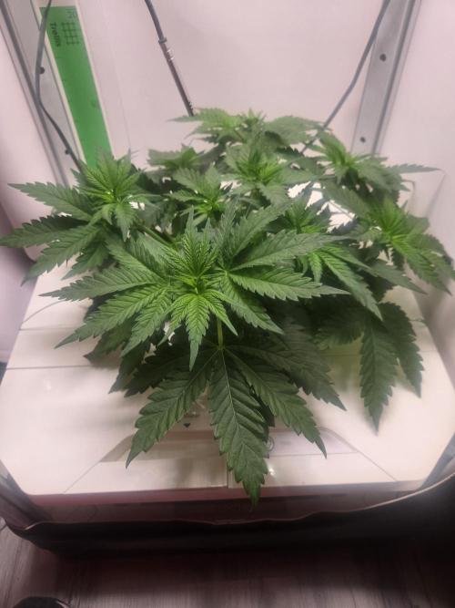 Blueberry. Week 4