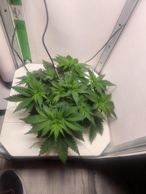 Blueberry. Week 4