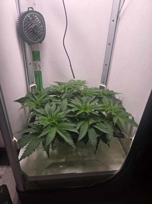 Blueberry. Week 5