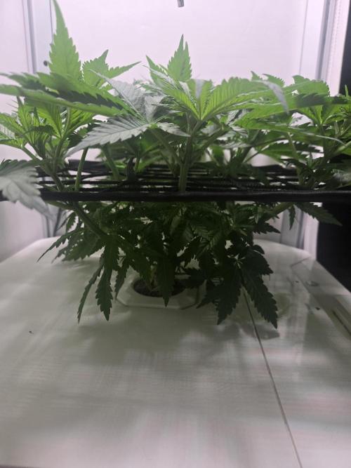 Blueberry. Week 5