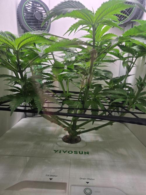 Blueberry. Week 6