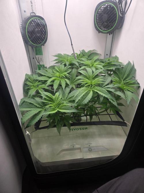 Blueberry. Week 6