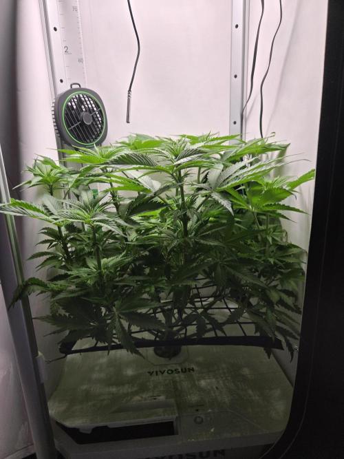 Blueberry. Week 7