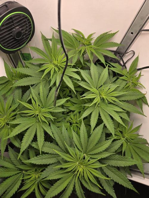 Blueberry. Week 7