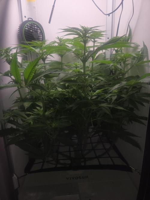 Blueberry. Week 8