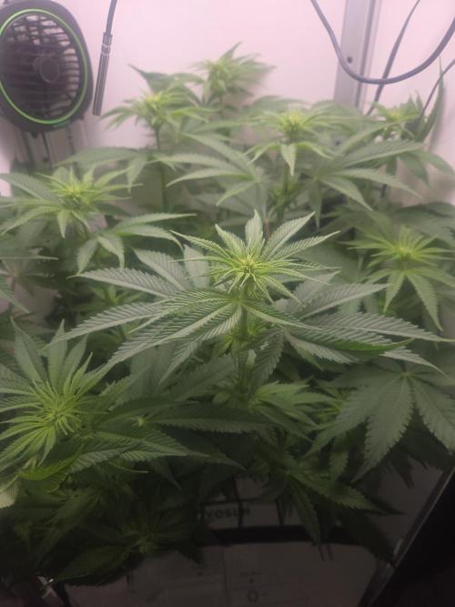 Blueberry. Week 8