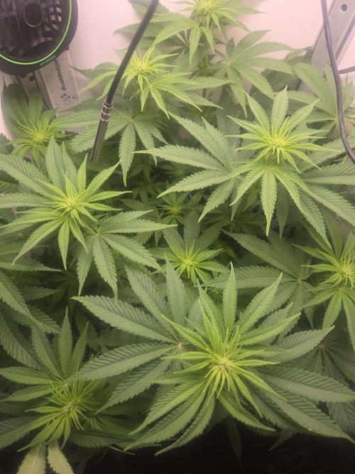 Blueberry. Week 8
