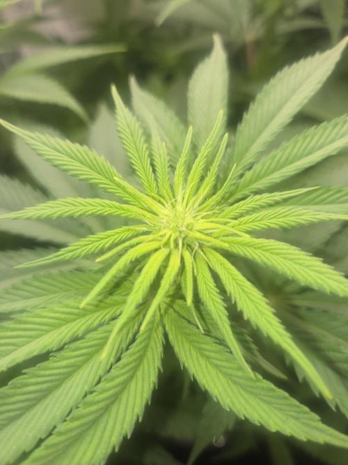 Blueberry. Week 8