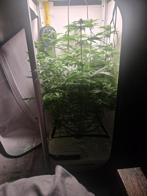 Blueberry. Week 9