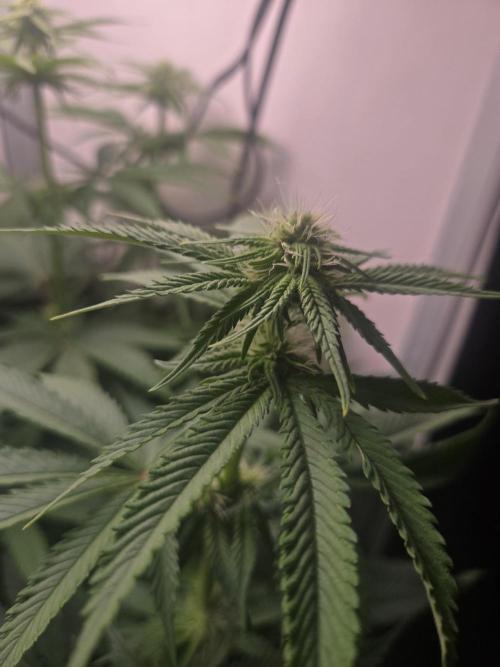 Blueberry. Week 9