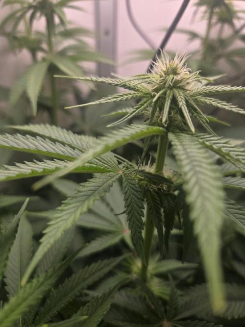 Blueberry. Week 9
