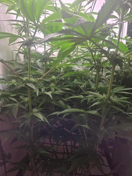 Blueberry. Week 9