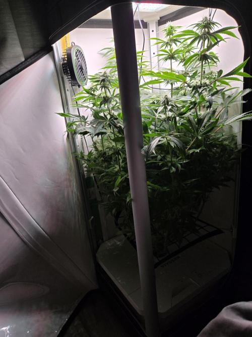 Blueberry. Week 10