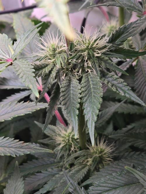 Blueberry. Week 10